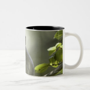 Taza Bicolor Mono de Vervet, Zimbabwe