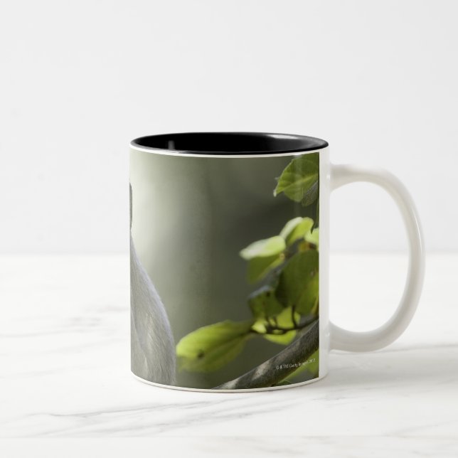 Taza Bicolor Mono de Vervet, Zimbabwe (Derecha)