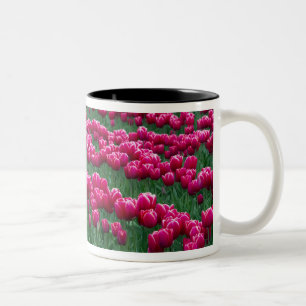 Taza Bicolor Mostrar jardín de bulbos de tulipanes de floración