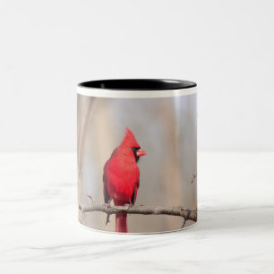 Taza Bicolor Mug con fotografía de un cardenal masculino del no