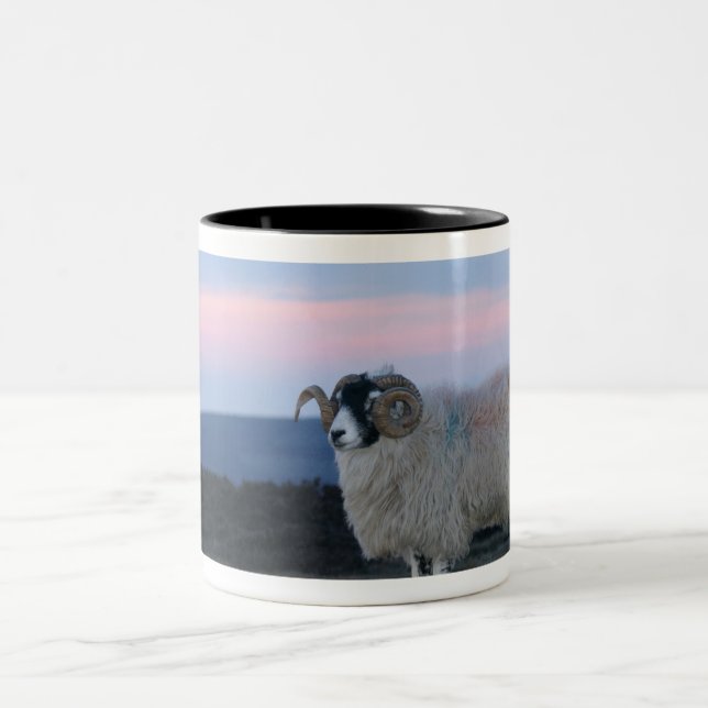 Taza Bicolor Mugre de oveja (Centro)