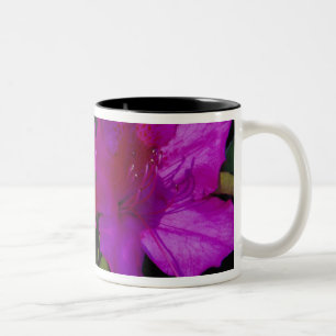 Taza Bicolor N.A. EE. UU., Georgia, Savannah. Azalea en flor.