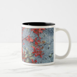 Taza Bicolor NA, EE. UU., Alaska, Parque Nacional Denali, Fruta