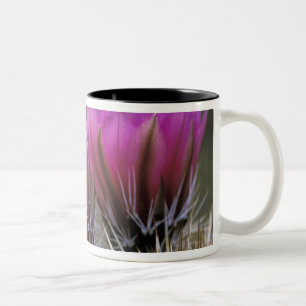 Taza Bicolor NA, EE. UU., Arizona, Desierto de Sonora. Erizo