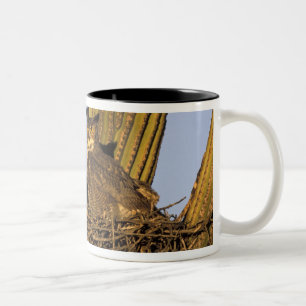 Taza Bicolor NA, EE. UU., Arizona, Tucson. Búho cornudo