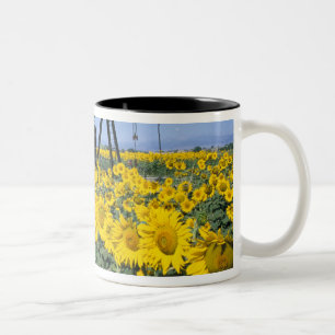 Taza Bicolor Na, EE. UU., Colorado, Girasoles, Torre de perfora