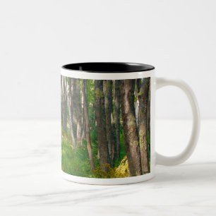 Taza Bicolor NA, EE. UU., Maine. Sendero Jessup en Acadia Nati