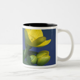 Taza Bicolor NA, EE. UU., Michigan, Rochester Hills. Marisma