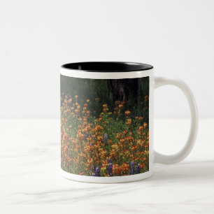 Taza Bicolor NA, EE. UU., Texas, Hill Country, Pincel y