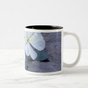 Taza Bicolor NA, EE. UU., Utah, Arches NP, Evening primrose
