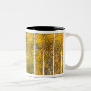 Taza Bicolor NA, EE. UU., Washington, Árboles de Aspen otoñales