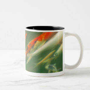 Taza Bicolor Natación de los pescados de la carpa de Koi en un