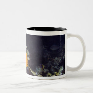 Taza Bicolor Natación del angelfish de Herald (heraldi de