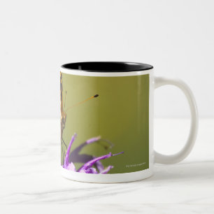 Taza Bicolor New México, los Estados Unidos de América
