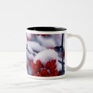 Taza Bicolor Nieve en bayas de fresno de montaña europeo, Utah.