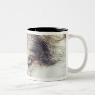 Taza Bicolor Nombre latino: Lupus de Canis