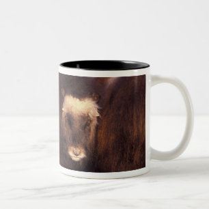 Taza Bicolor Norteamérica, EE. UU., Alaska, Círculo polar ártic