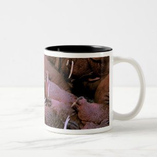Taza Bicolor Norteamérica, EE. UU., Alaska, Delta del Yukón Nac