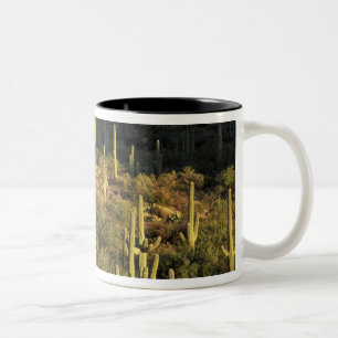 Taza Bicolor Norteamérica, EE. UU., Arizona, Desierto de Sonora