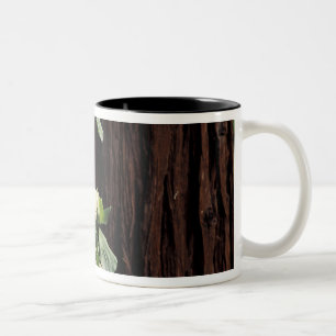 Taza Bicolor Norteamérica, EE. UU., California, Yosemite 2