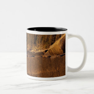 Taza Bicolor Norteamérica, EE. UU., ME, La costa rocosa de Main