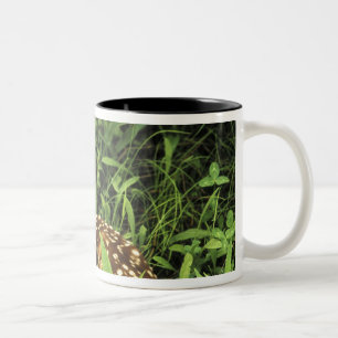Taza Bicolor Norteamérica, EE. UU., Minnesota. Cola blanca