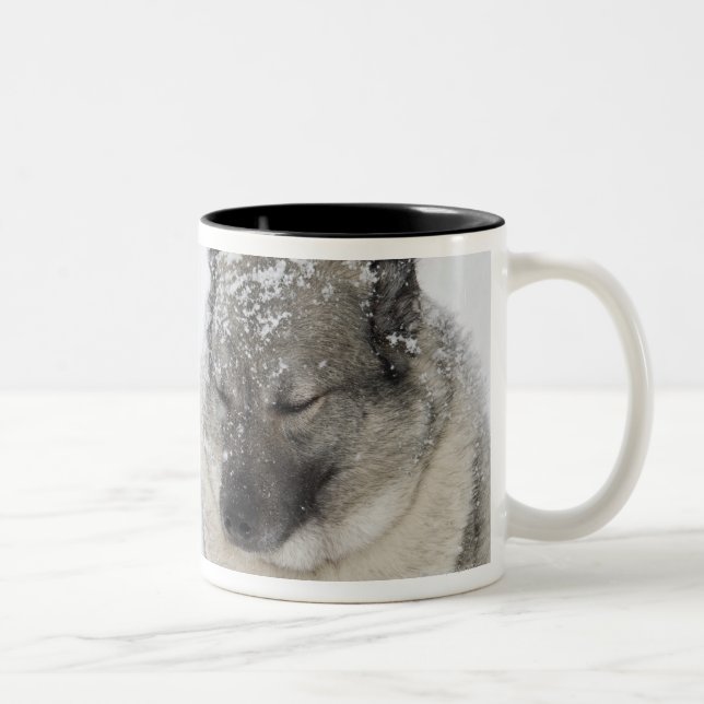Taza Bicolor Noruego Elkhound (Derecha)