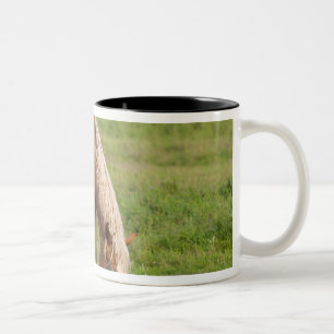 Taza Bicolor Nuevo Brunswick, Canadá. Caballo en campo.