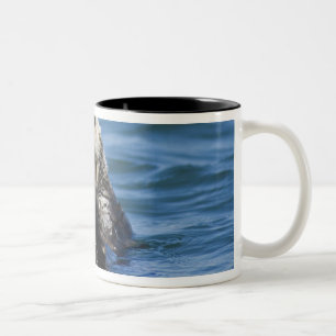 Taza Bicolor Nutria marina de California Enhydra lutris) se aci
