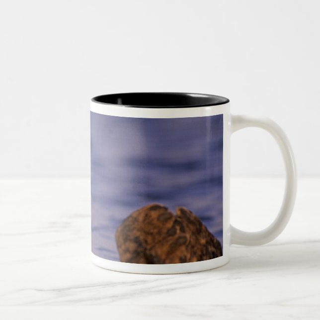Taza Bicolor Nutrias marinas, Enhydra lutris 4 (Derecha)