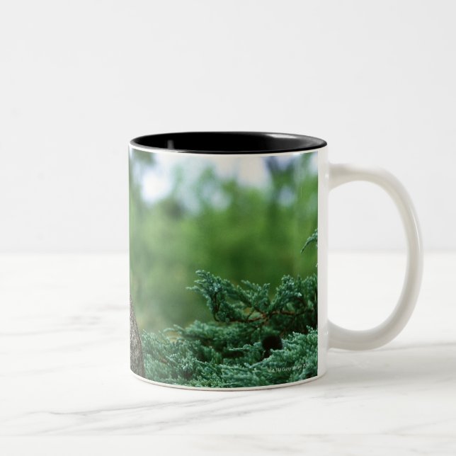 Taza Bicolor Ocicat 2 (Derecha)