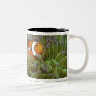 Taza Bicolor Oeste Clownfish ( Anphiprion ocellaris )
