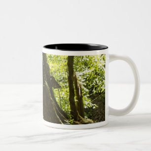 Taza Bicolor opinión de la selva tropical, Dominica