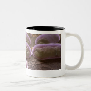 Taza Bicolor Opinión microscópica bacterias