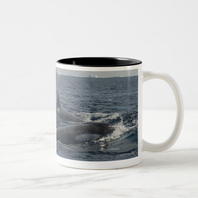 Taza Bicolor orca (Derecha)