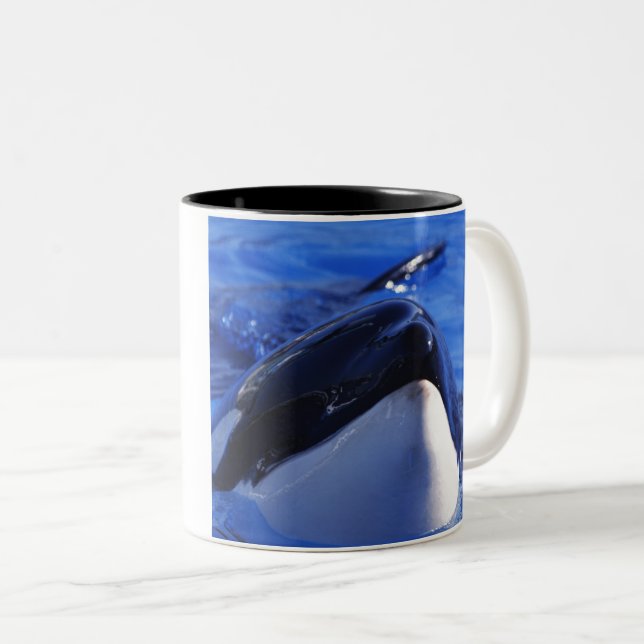 Taza Bicolor orca. Orca (Anverso derecho)