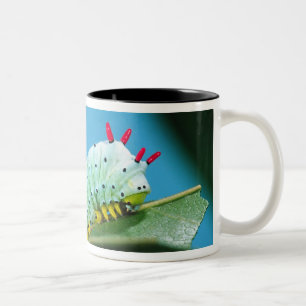Taza Bicolor oruga de la polilla prometeo, Callosamia