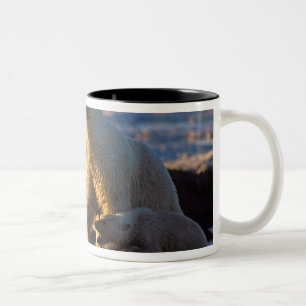 Taza Bicolor Osa de oso polar con cría al lado, 1002 costera