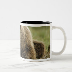 Taza Bicolor Oso pardo, o oso grizzly costero, Ursus