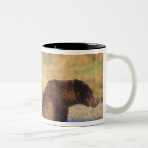 Taza Bicolor Oso pardo, oso grizzly, cerda con crías,