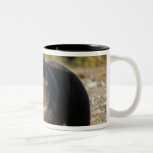 Taza Bicolor Oso pardo, oso grizzly, osa con crías en la costa