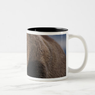 Taza Bicolor Oso pardo, oso grizzly, tomando una siesta, Katmai