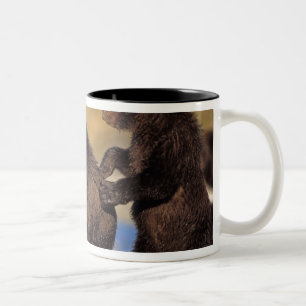 Taza Bicolor oso pardo, Ursus arctos, oso grizzly, Ursus