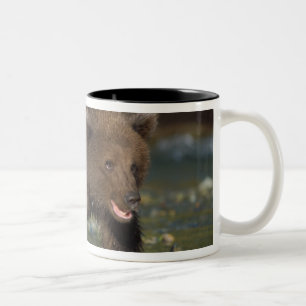 Taza Bicolor oso pardo, Ursus arctos, oso grizzly, Ursus 6