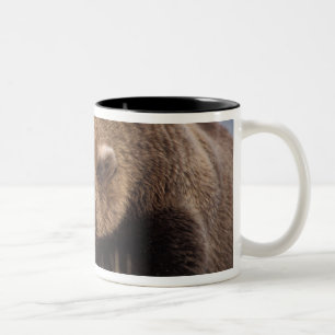 Taza Bicolor oso pardo, Ursus arctos, oso grizzly, Ursus 8