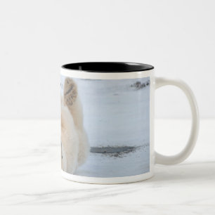 Taza Bicolor oso polar, Ursus maritimus, cachorro rodando 3
