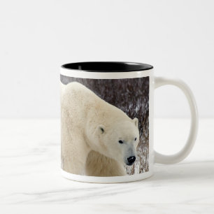 Taza Bicolor Oso polar Ursus maritimus) en Churchill