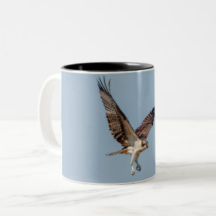 Taza Bicolor Osprey juvenil en vuelo