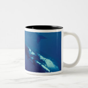 Taza Bicolor Pacífico Sur, Tonga. ballena jorobada y cría