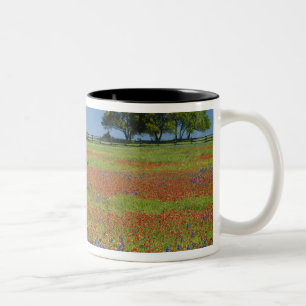 Taza Bicolor País de la colina de Tejas, Tejas, brocha de Tejas